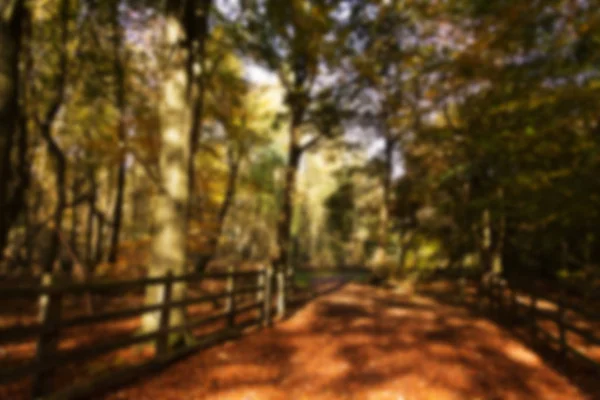 Lesní scénu s žluté a hnědé podzimní listy rozostřený. — Stock fotografie