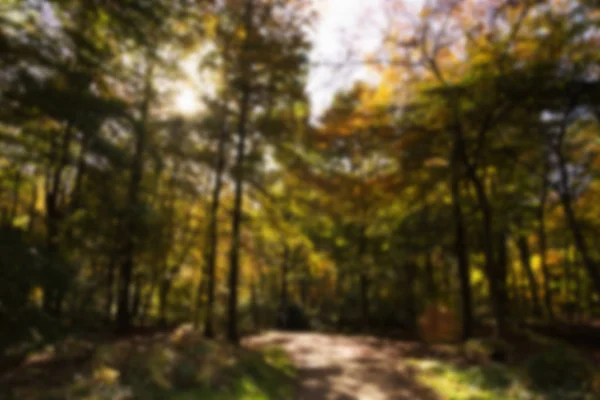 Woodland scene with yellow and brown autumn leaves Out of focus. — Stock Photo, Image