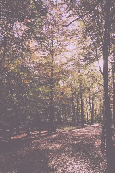 Waldszene mit gelben und braunen Herbstblättern im Retro-Look — Stockfoto