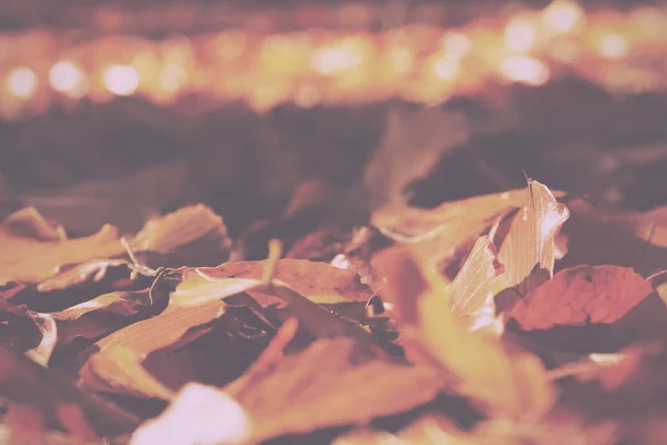 Πολύχρωμο φθινόπωρο φύλλα σε πορτοκαλί κίτρινο και καφέ Vintage ρετρό — Φωτογραφία Αρχείου