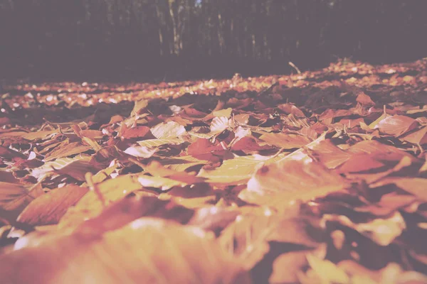 Hojas coloridas de otoño en amarillo anaranjado y marrón Vintage Retro — Foto de Stock