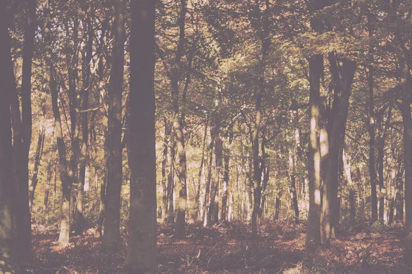 Woodland scène met gele en bruine herfst laat Vintage Retro — Stockfoto