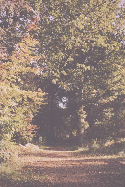 Lesní scénu s žluté a hnědé podzimní listy Vintage Retro — Stock fotografie