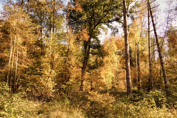 林地现场与黄色和棕色的秋天叶子 Hdr 筛选器. — 图库照片