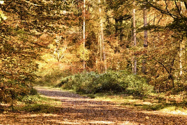 Escena de bosque con hojas de otoño amarillas y marrones HDR Filter . — Foto de Stock