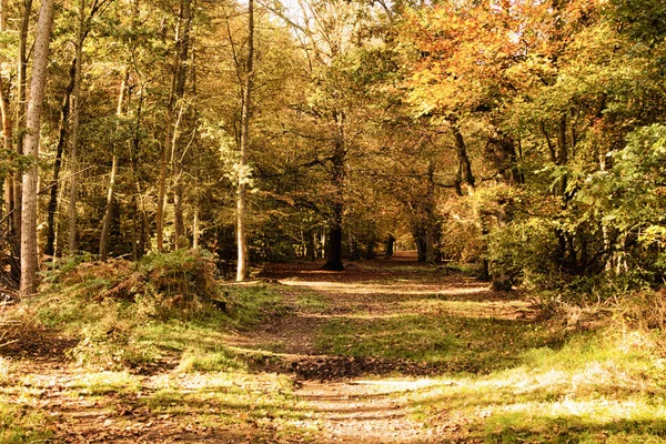 Woodland scène met gele en bruine herfst laat Hdr Filter. — Stockfoto