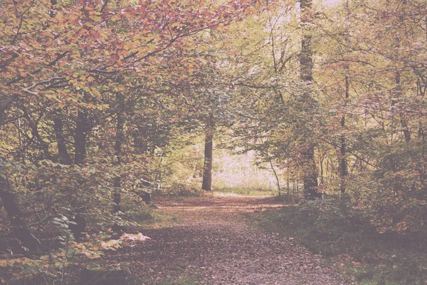 Waldszene mit gelben und braunen Herbstblättern im Retro-Look Stockfoto
