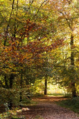 Woodland sahne ile sarı ve kahverengi sonbahar yaprakları