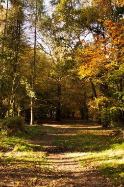 Woodland sahne ile sarı ve kahverengi sonbahar yaprakları