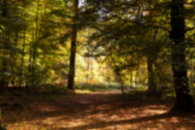 Woodland sahne sarı ve kahverengi sonbahar ile odak dışında bırakır.