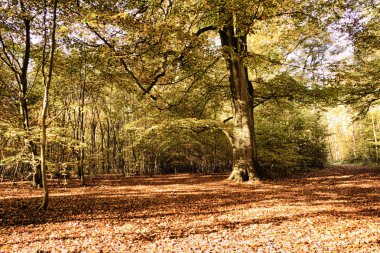 Woodland sahne sarı ve kahverengi sonbahar ile Hdr filtre bırakır.