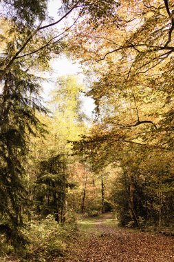 Woodland sahne sarı ve kahverengi sonbahar ile Hdr filtre bırakır.