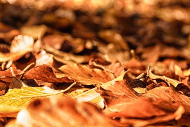 Turuncu sarı ve kahverengi Hdr filtrede renkli sonbahar yaprakları.