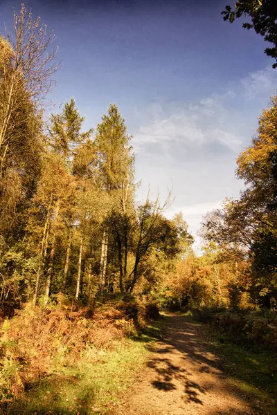 Escena de bosque con hojas de otoño amarillas y marrones HDR Filter . —  Fotos de Stock