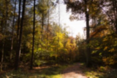 Woodland sahne sarı ve kahverengi sonbahar ile odak dışında bırakır.