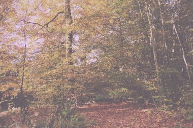 Woodland sahne sarı ve kahverengi sonbahar ile Retro Vintage bırakır