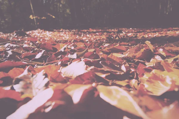 Színes őszi levelek a narancs sárga és barna Vintage Retro — Stock Fotó