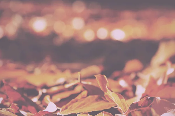 Színes őszi levelek a narancs sárga és barna Vintage Retro — Stock Fotó