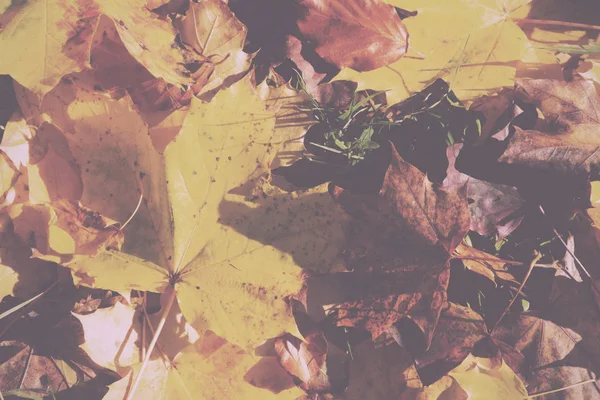 Feuilles d'automne colorées en jaune orangé et marron Vintage Retro — Photo