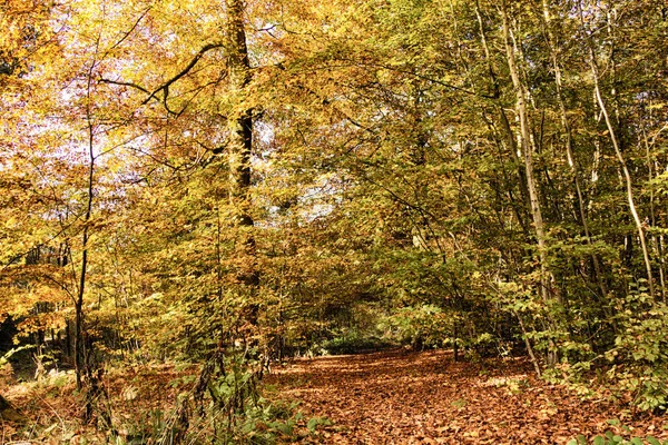 Escena de bosque con hojas de otoño amarillas y marrones HDR Filter . — Foto de Stock