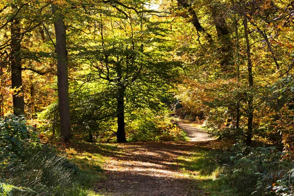 Woodland scène met gele en bruine herfst bladeren — Stockfoto
