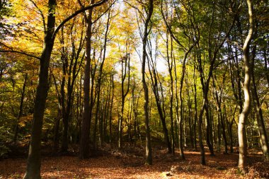 Woodland sahne ile sarı ve kahverengi sonbahar yaprakları