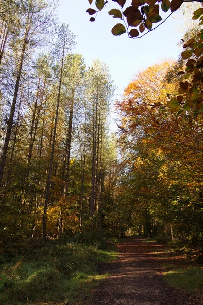 Woodland sceny z jesienią żółte i brązowe liście — Zdjęcie stockowe