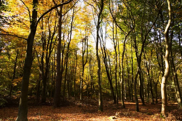 Bosque con hojas de otoño amarillas y marrones — Foto de Stock