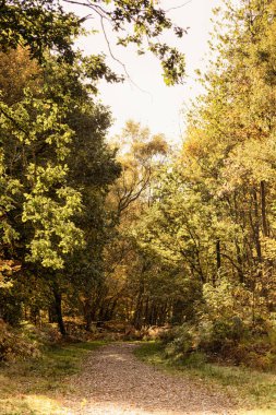Woodland sahne sarı ve kahverengi sonbahar ile Hdr filtre bırakır.