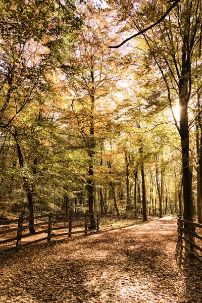 Escena de bosque con hojas de otoño amarillas y marrones HDR Filter . — Foto de Stock