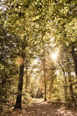 Woodland sahne sarı ve kahverengi sonbahar ile Hdr filtre bırakır.