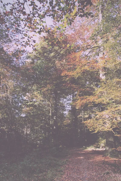 Waldszene mit gelben und braunen Herbstblättern im Retro-Look — Stockfoto