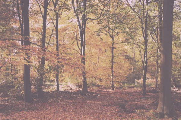 Erdős táj-val sárga és barna ősszel elhagyja Vintage Retro — Stock Fotó