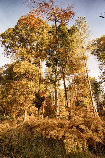Cena de floresta com folhas de outono amarelas e marrons Filtro HDR . — Fotografia de Stock