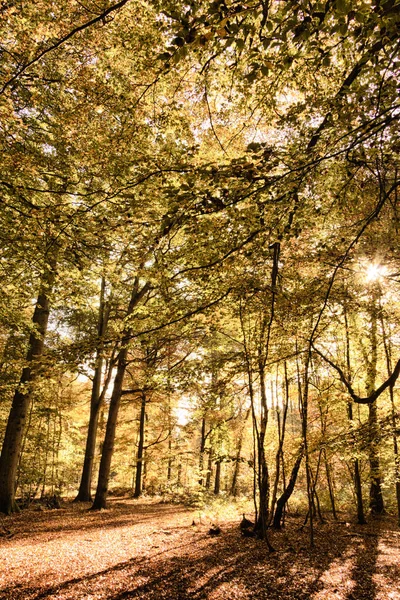 Escena de bosque con hojas de otoño amarillas y marrones HDR Filter . — Foto de Stock