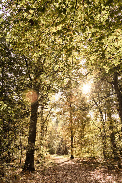 Деревянная сцена с желтыми и коричневыми осенними листьями HDR Filter
.