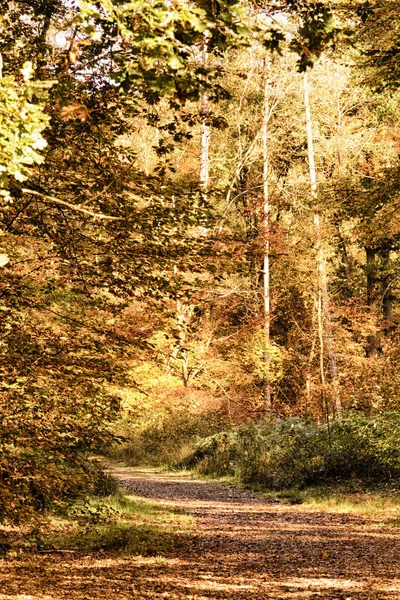 Escena de bosque con hojas de otoño amarillas y marrones HDR Filter . — Foto de Stock