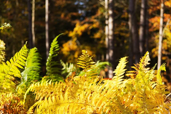 Foglie di felce dorata in una colorata scena boschiva autunnale — Foto Stock