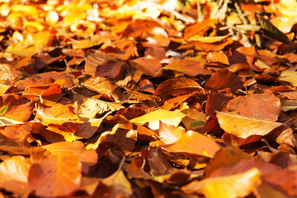 Colorate foglie autunnali in giallo arancio e marrone — Foto Stock