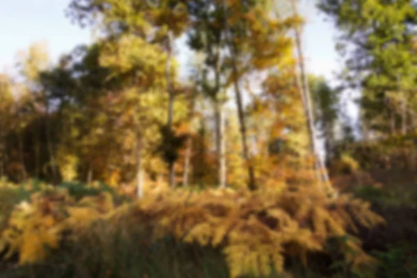 Scena boschiva con foglie autunnali gialle e marroni Fuori fuoco . — Foto Stock