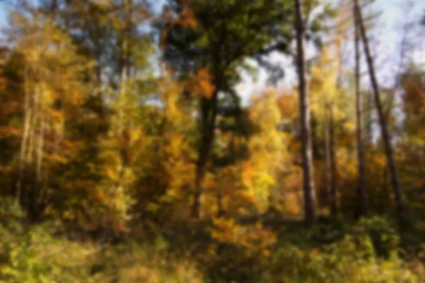Escena de bosque con hojas de otoño amarillas y marrones Fuera de foco . — Foto de Stock