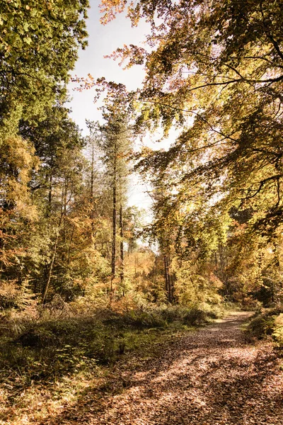 Woodland scen med gula och bruna hösten lämnar Hdr Filter. — Stockfoto