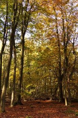 Woodland sahne ile sarı ve kahverengi sonbahar yaprakları