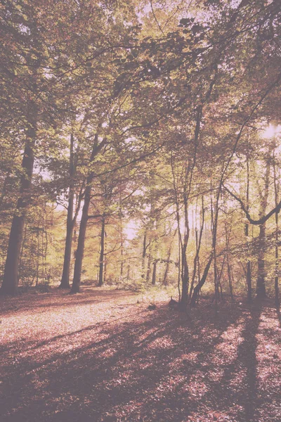 Waldszene mit gelben und braunen Herbstblättern im Retro-Look — Stockfoto