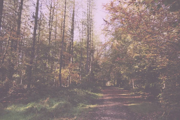 Woodland-сцену з жовто-коричневого восени листя Vintage ретро — стокове фото