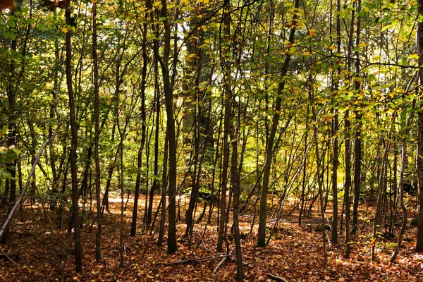 Woodland sceny z jesienią żółte i brązowe liście — Zdjęcie stockowe