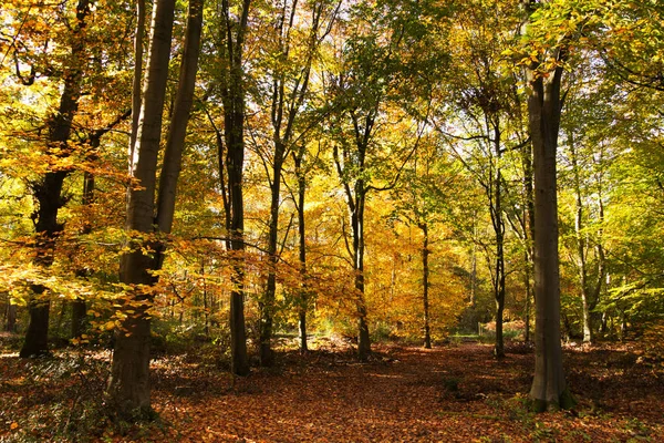 Woodland scen med gula och bruna hösten lämnar — Stockfoto