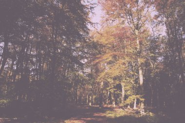 Woodland sahne sarı ve kahverengi sonbahar ile Retro Vintage bırakır