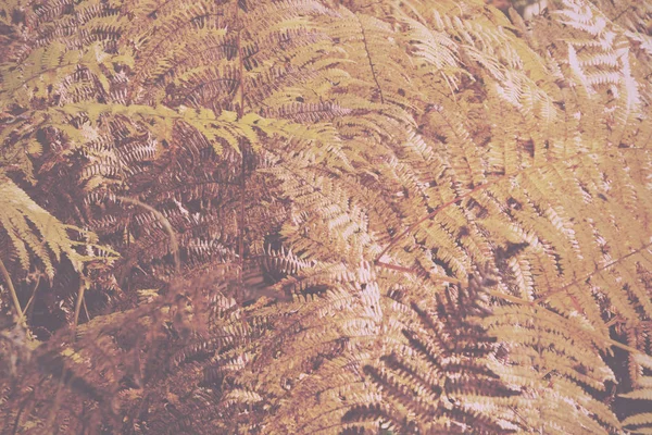 Hojas de helecho dorado en un colorido bosque otoñal Vintage R — Foto de Stock