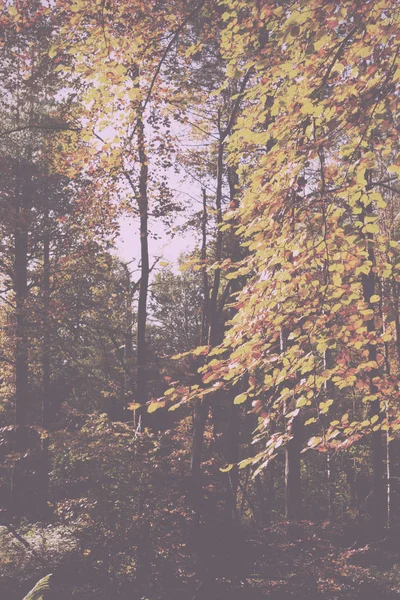 Scène bois aux feuilles d'automne jaunes et marron Vintage Retro — Photo